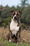 AMSTAFF ADULT 119